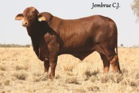 Jembrae CJ (Sire)