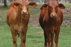 Digest ad February 2019 - NFS heifers with lot numbers